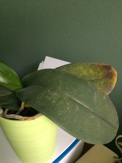 q help something is wrong with my orchid