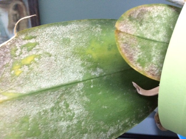 q help something is wrong with my orchid