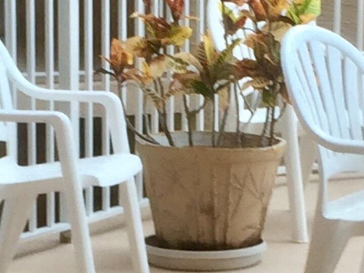 q need help for my croton