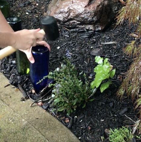 5 ways to use old wine bottles in your garden