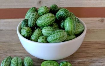 How to Grow Cucamelons!