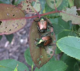 q what is the best way to rid japanese beetles