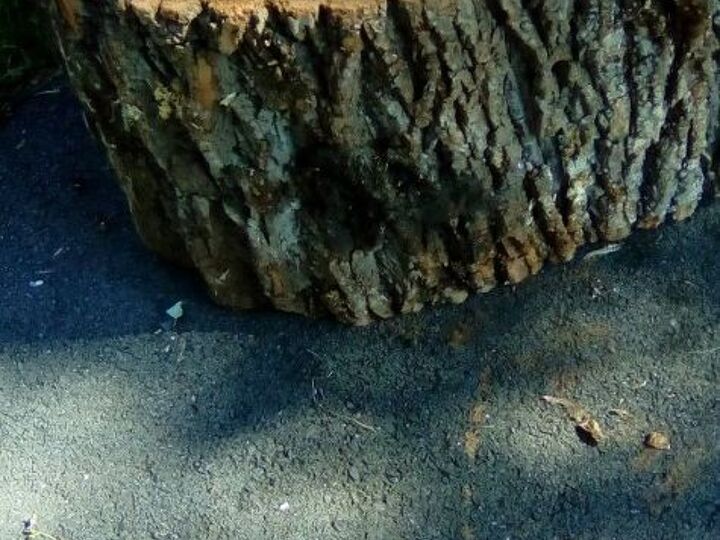 q big slice of wood what to do with it