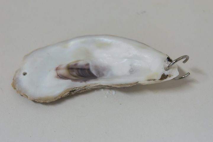 exibio de concha de ostra