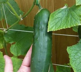cucumber trellis for under 20
