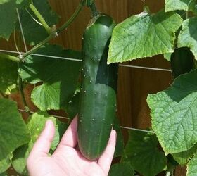 cucumber trellis for under 20