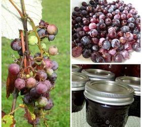 homemade scuppernong muscadine jelly from your orchard