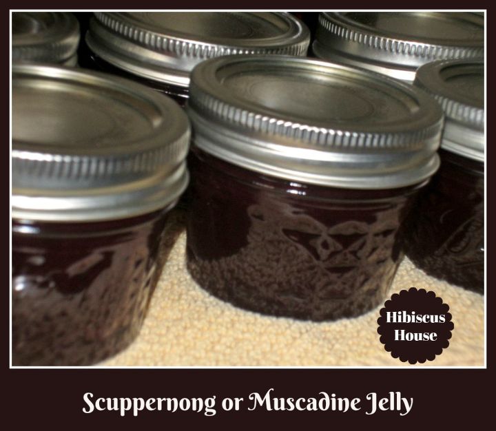 homemade scuppernong muscadine jelly from your orchard