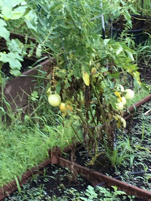 q why are my tomato plants leaves turning brown