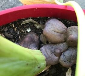 these mushrooms keep returning in my planter of elephant ears
