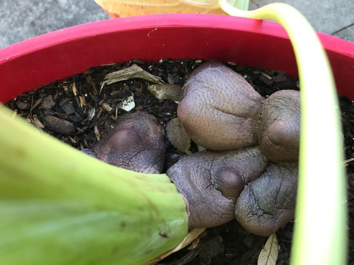 these mushrooms keep returning in my planter of elephant ears