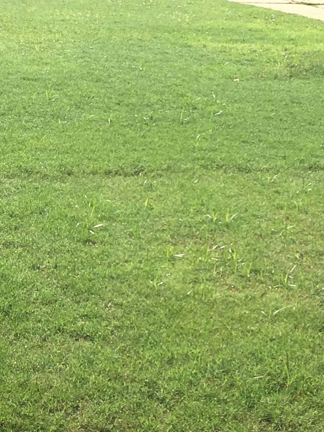 Nutsedge In My Yard Once, Does Roundup Kill Grass Forever