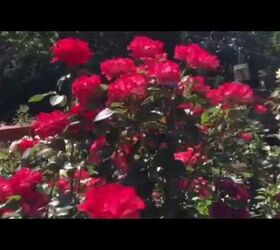 Crear una paleta de colores para el jardín de rosas