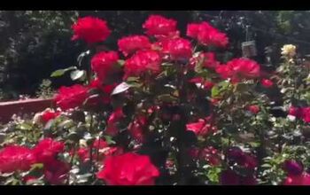 Crear una paleta de colores para el jardín de rosas