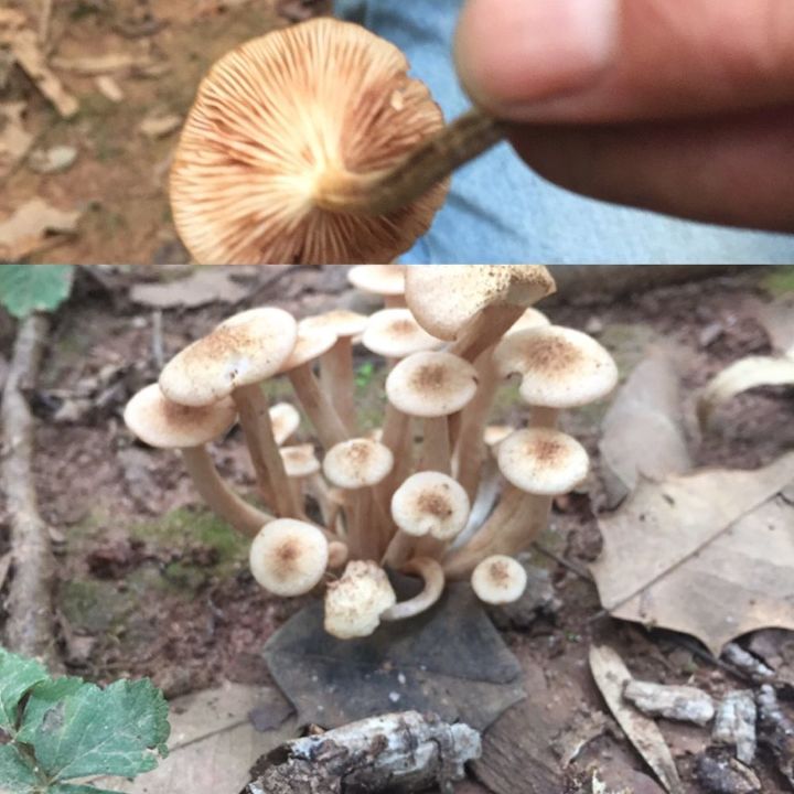 q does anyone know what kind of mushroom this is if it s edible
