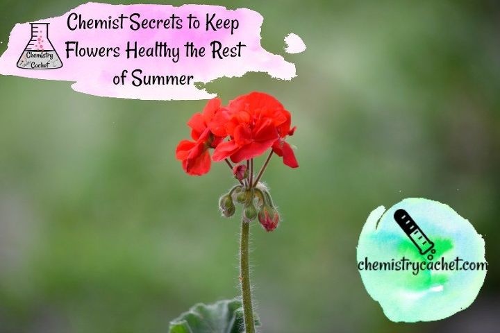11 secretos importantes para mantener las flores sanas el resto del verano