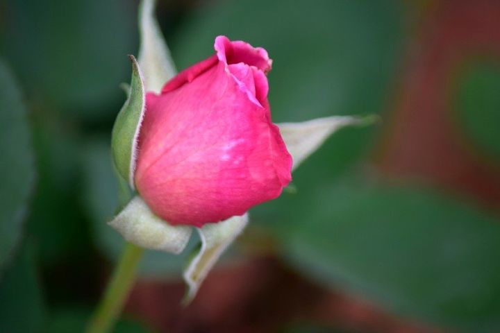 11 segredos importantes para manter as flores saudveis o resto do vero