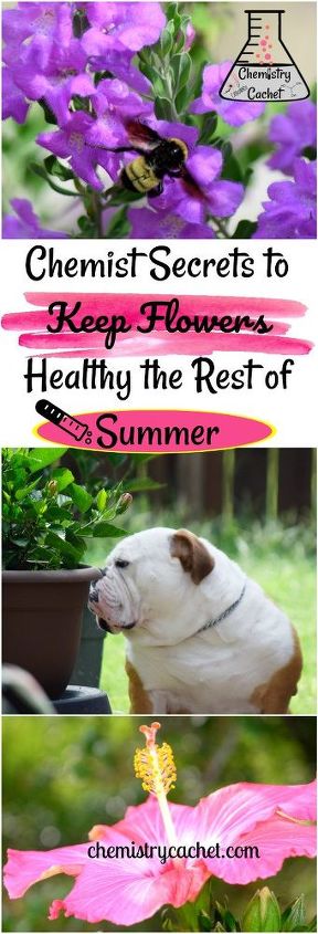 chemist secrets to keep flowers healthy the rest of summer