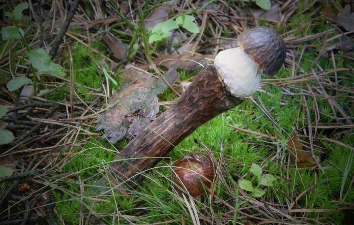 faca de cogumelos em madeira esculpida e ao inoxidvel