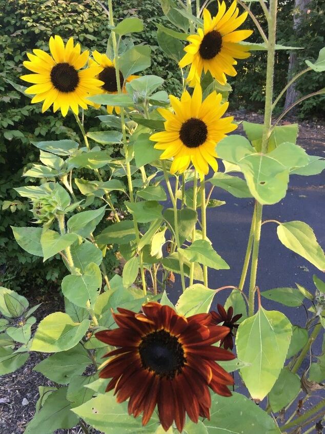 e throwback thursday i found out that sunflowers can be any color
