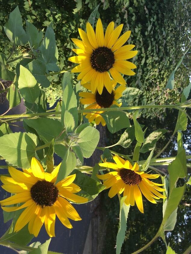 e throwback thursday i found out that sunflowers can be any color