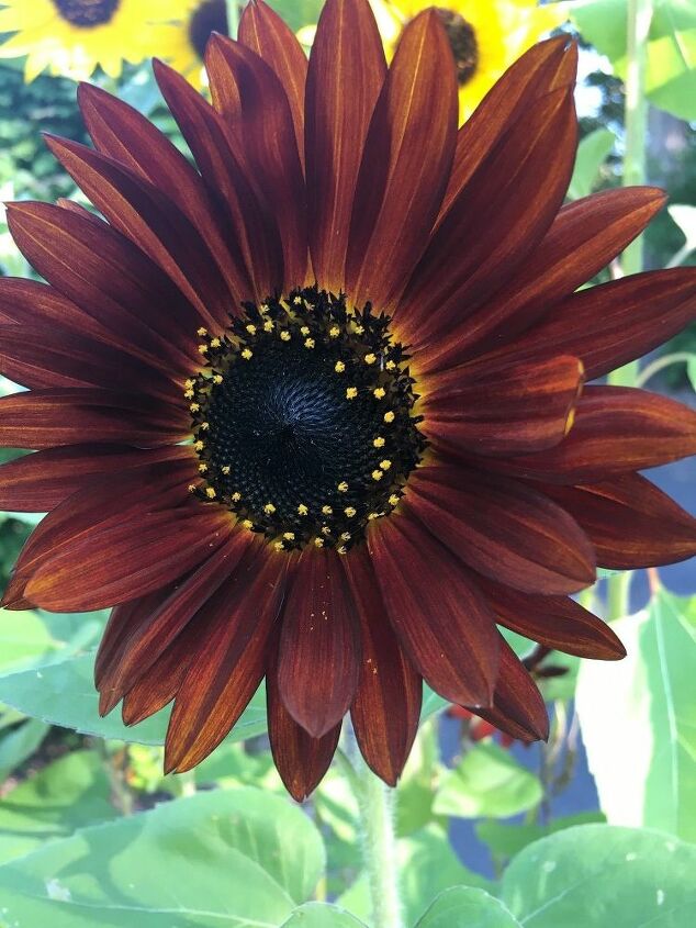 e throwback thursday i found out that sunflowers can be any color