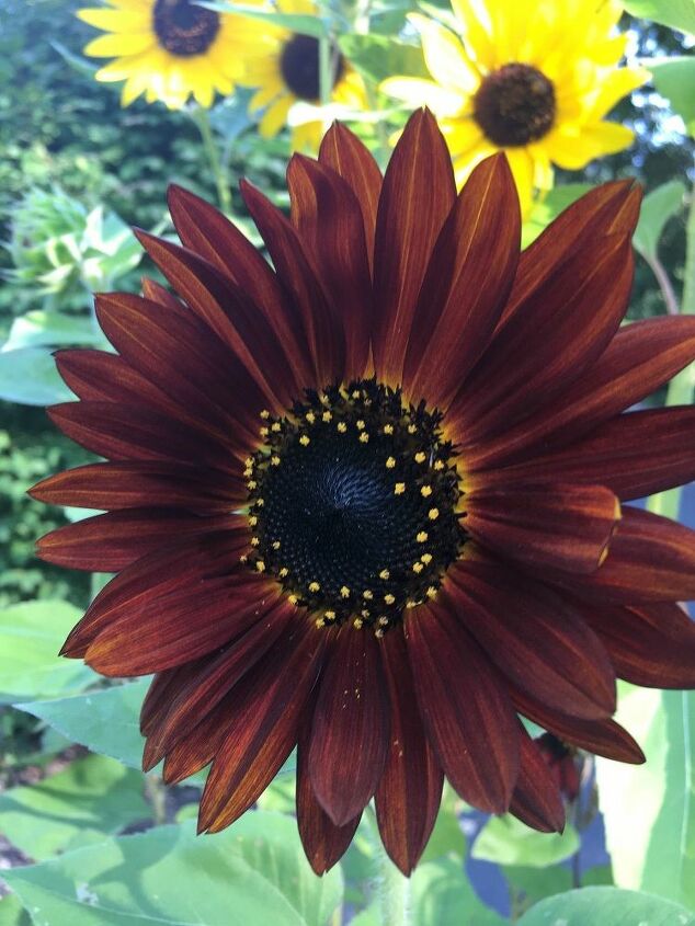 e throwback thursday i found out that sunflowers can be any color