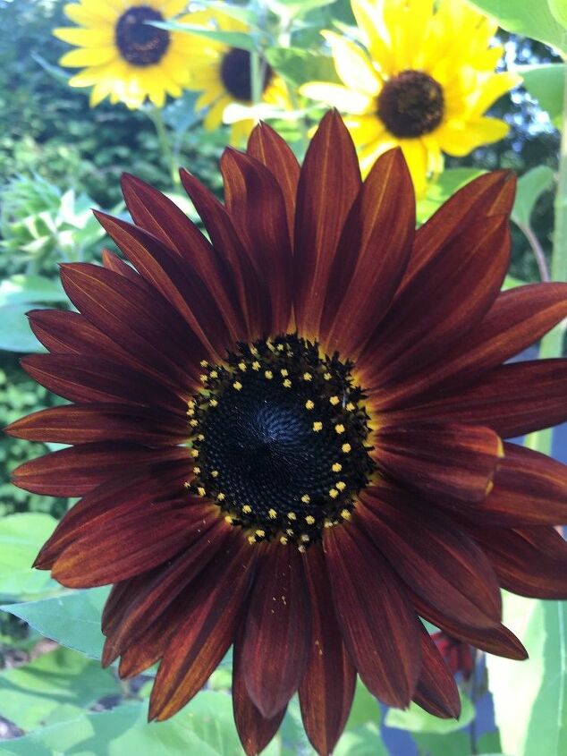 e sunflower sharing