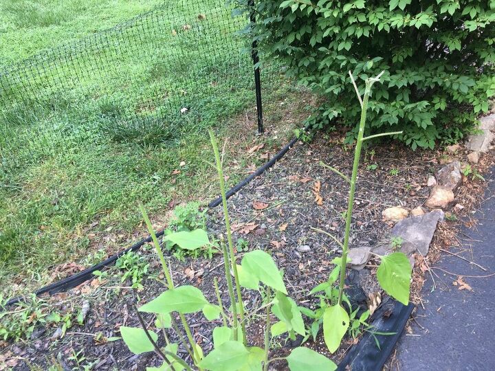 e sunflower sharing