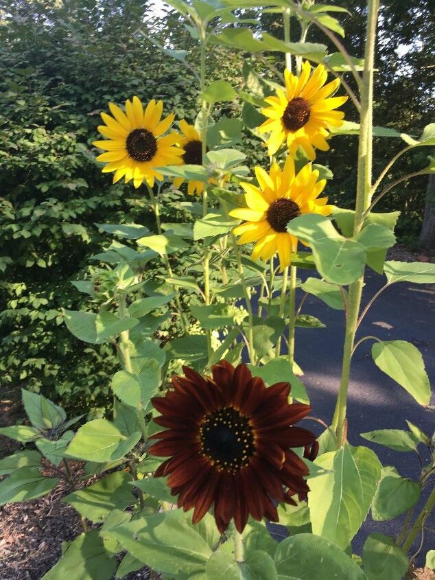 e sunflower sharing