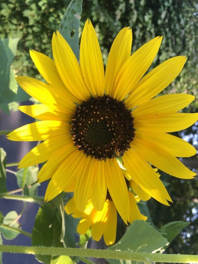 e sunflower sharing
