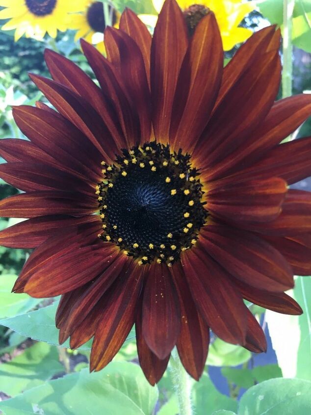 e sunflower sharing