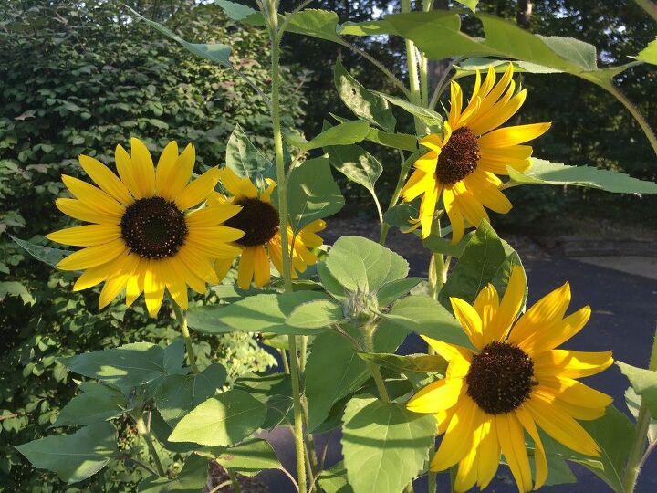 e sunflower sharing
