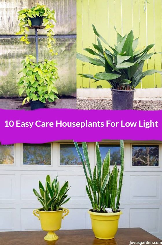 10 plantas de interior de fcil cuidado para poca luz