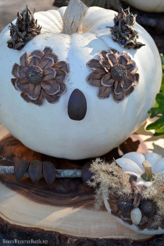 no carve owl pumpkins