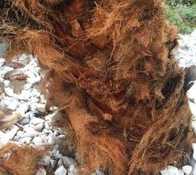 Can dogs chew on palm tree bark