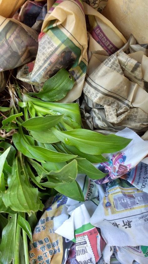 he desenterrado algunas hostas pequeas para regalarlas a