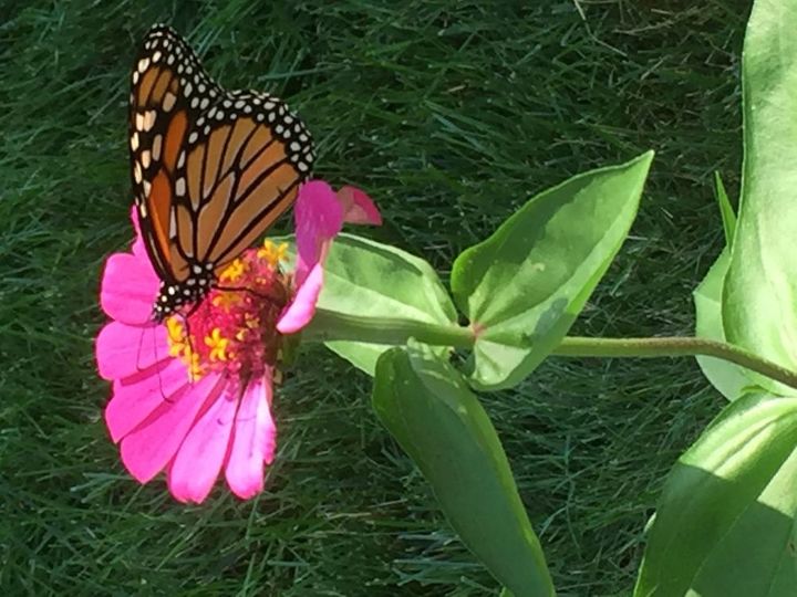 quanto tempo leva para uma flor reabastecer seu plen