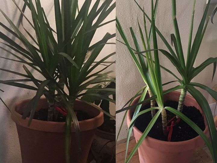q why ohh why is my palm plant dying