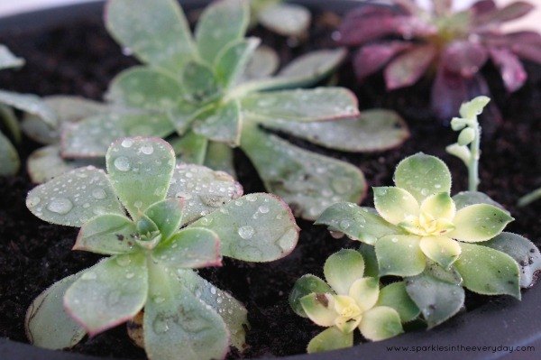 the tips to growing beautiful succulents