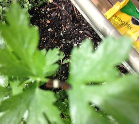 Bugs on parsley Any ideas how to get rid of them?? Hometalk