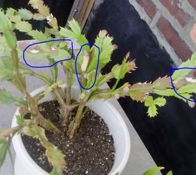 How can I resolve this Thanksgiving/Christmas cactus problem?
