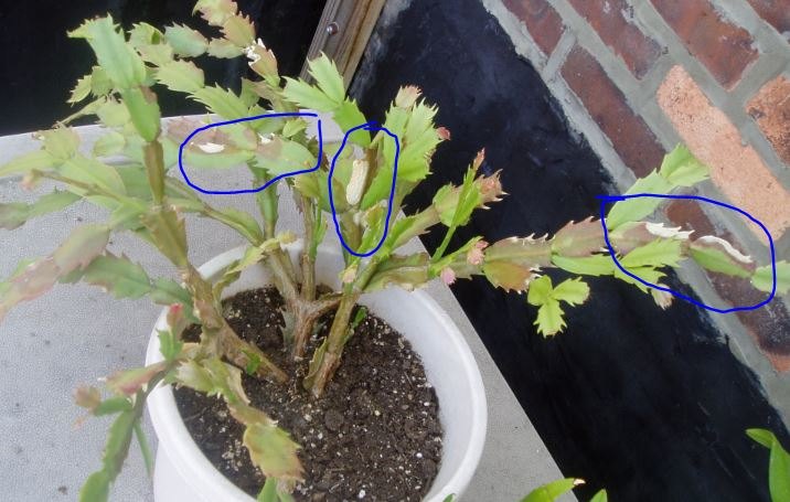 whats wrong with this thanksgiving cactus leaves that are shown circle