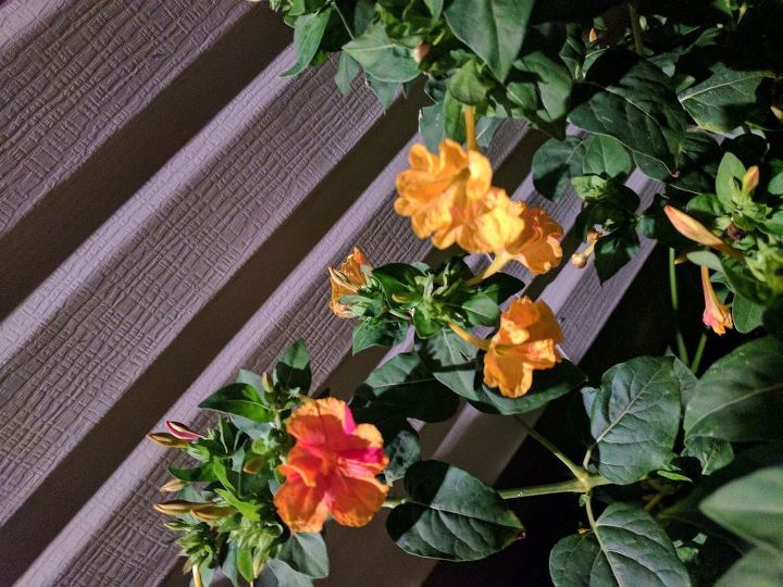 q what type of flower is this