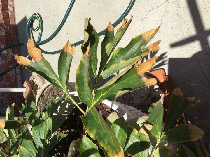 Why are my peony leaves turning brown at the ends? Hometalk Why are my peony leaves turning brown at the ends? Hometalk