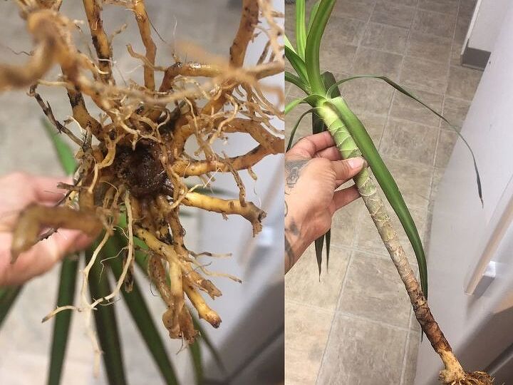 q update on my palm