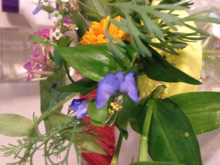 q purple flowers