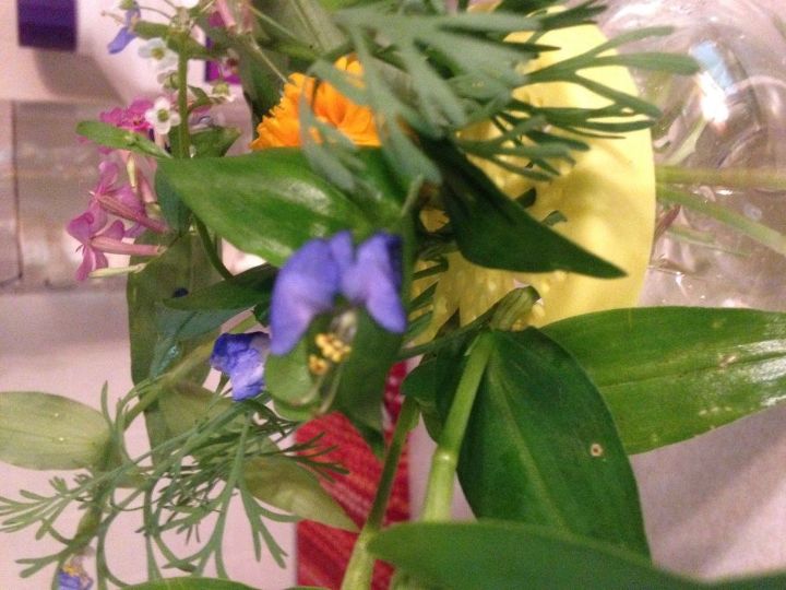 q purple flowers