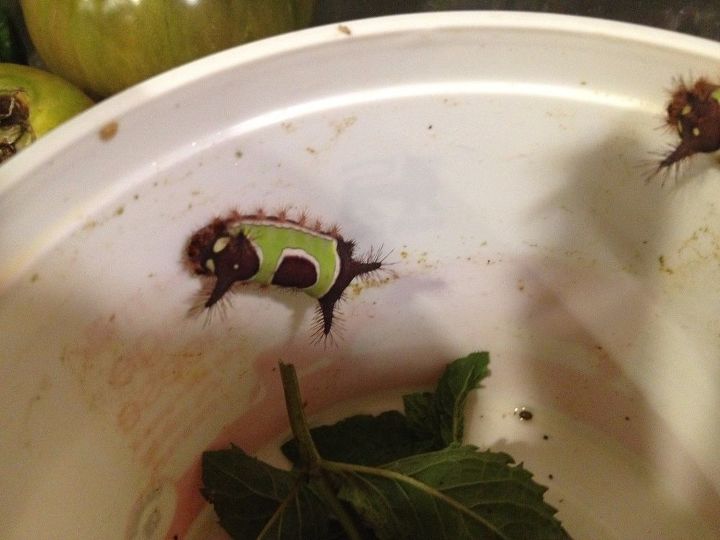 q pest in my garden