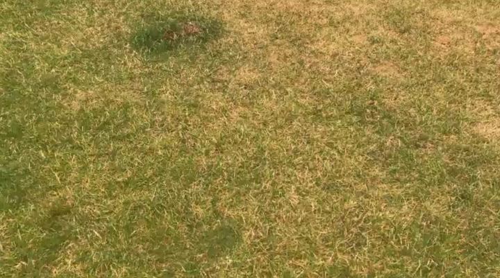 fix burnt grass dog urine spots with this easy solution